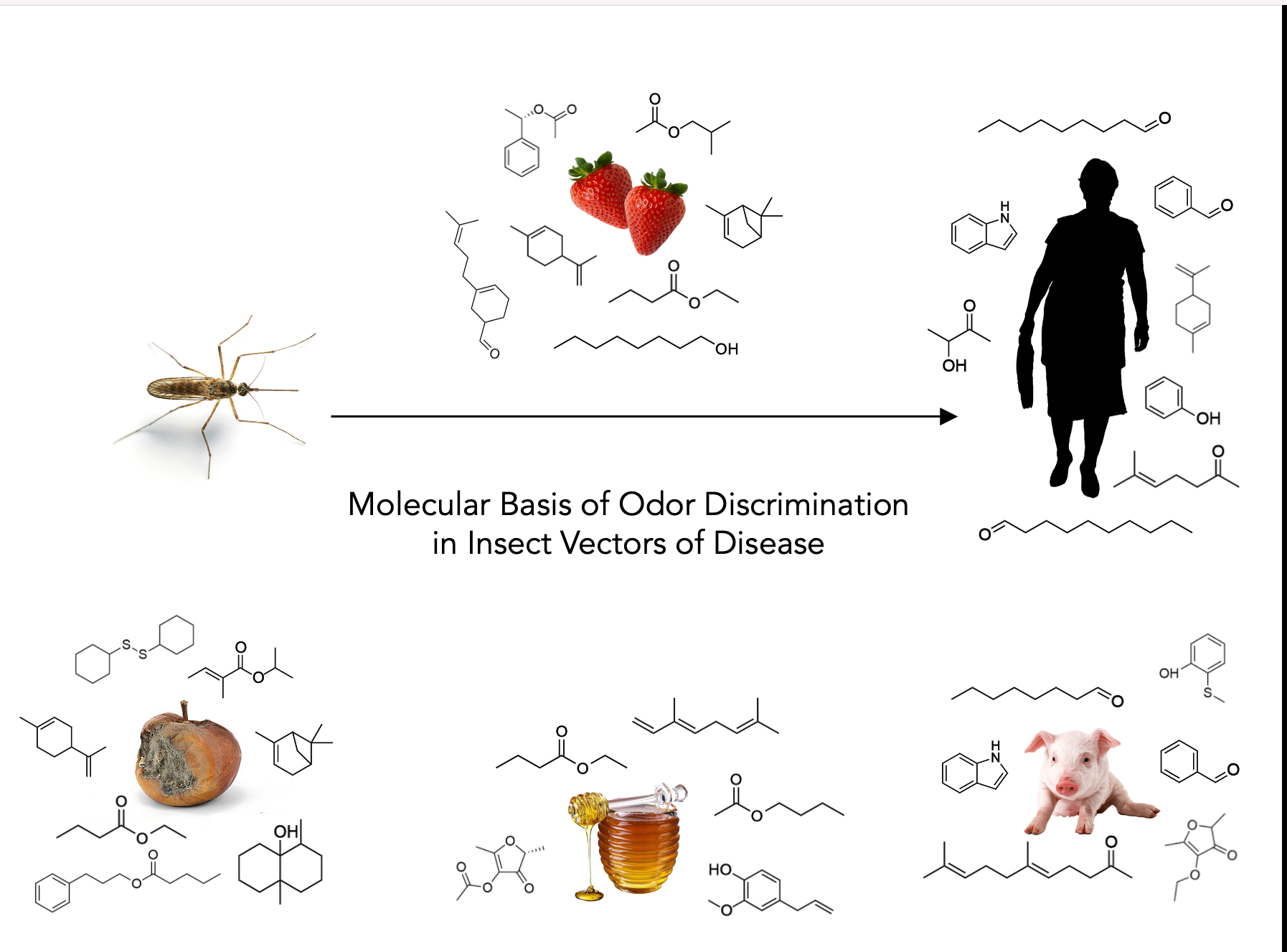 olfaction_discrimination_in_insect_vectors